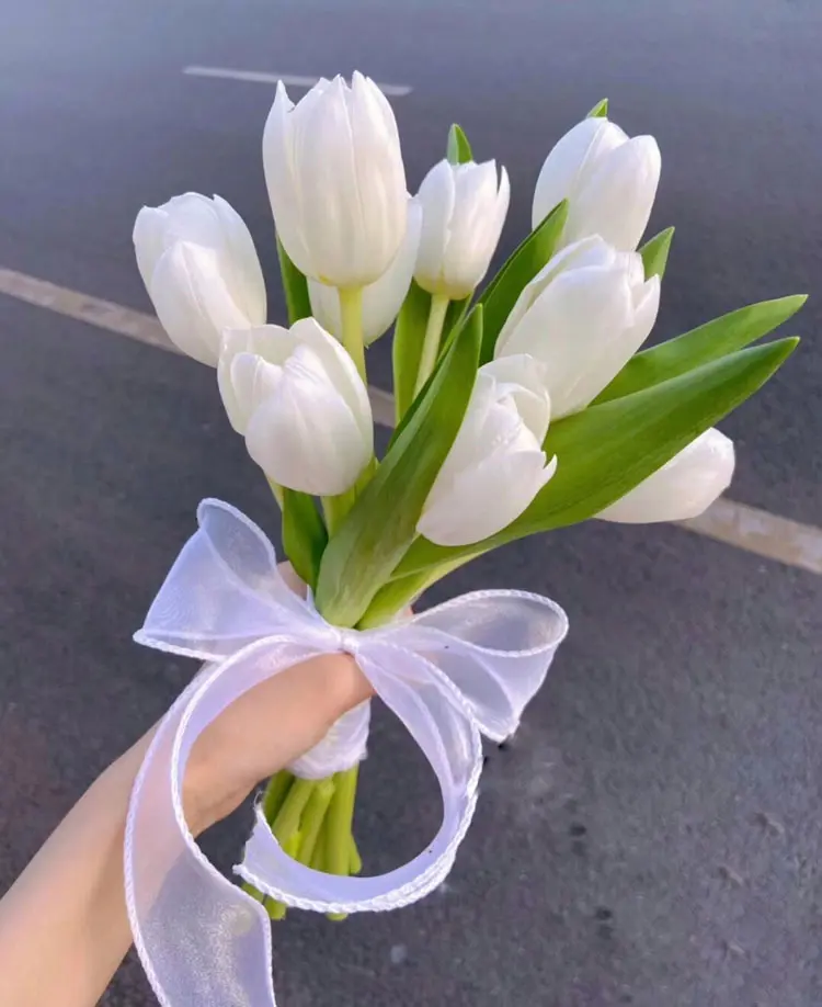 Hoa cưới Tulip trắng buộc nơ xinh 1 Hoa cưới tulip trắng buộc ruy băng thắc nơ